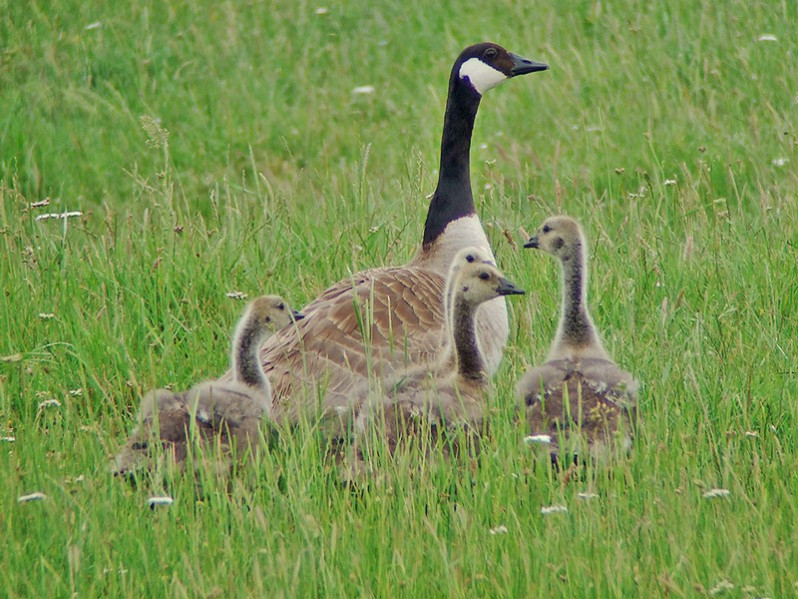 Branta canadensis adulte et juvéniles