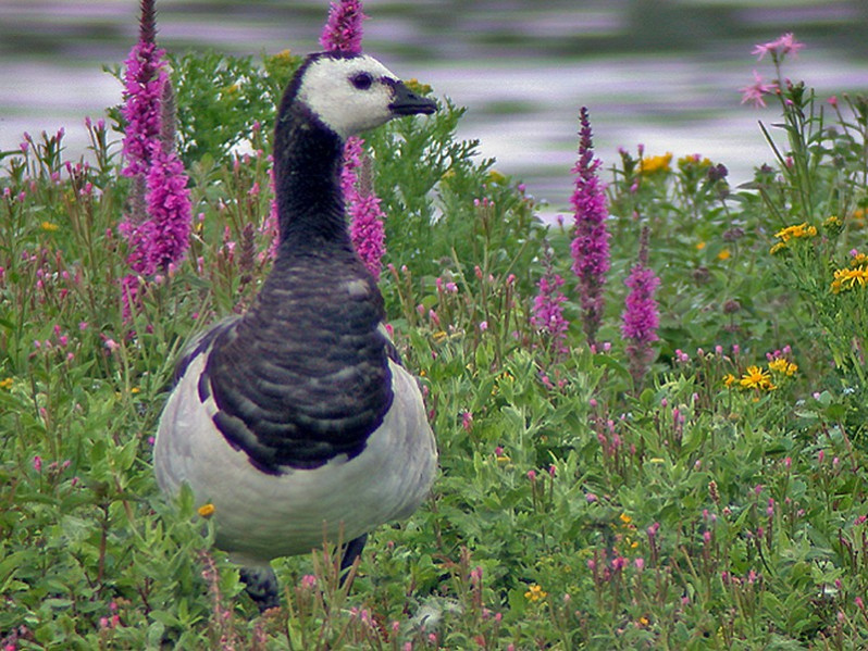 Branta leucopsis adulte