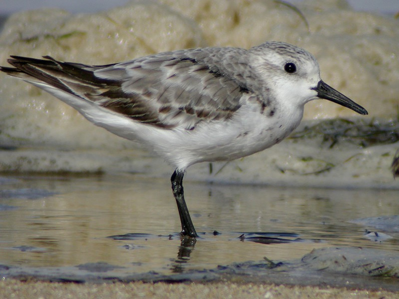 Calidris alba en plumage internuptial