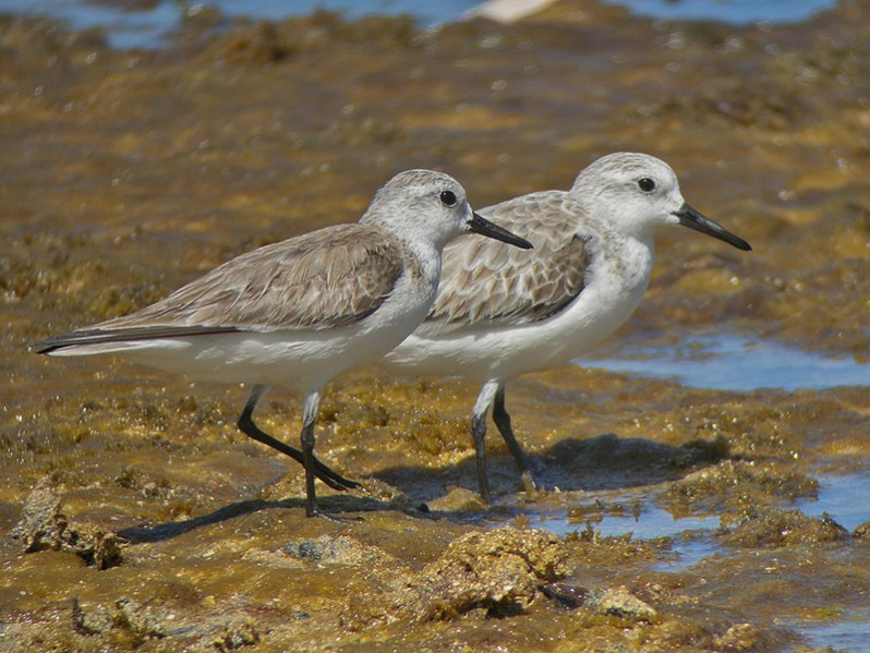 Calidris alba en plumage internuptial