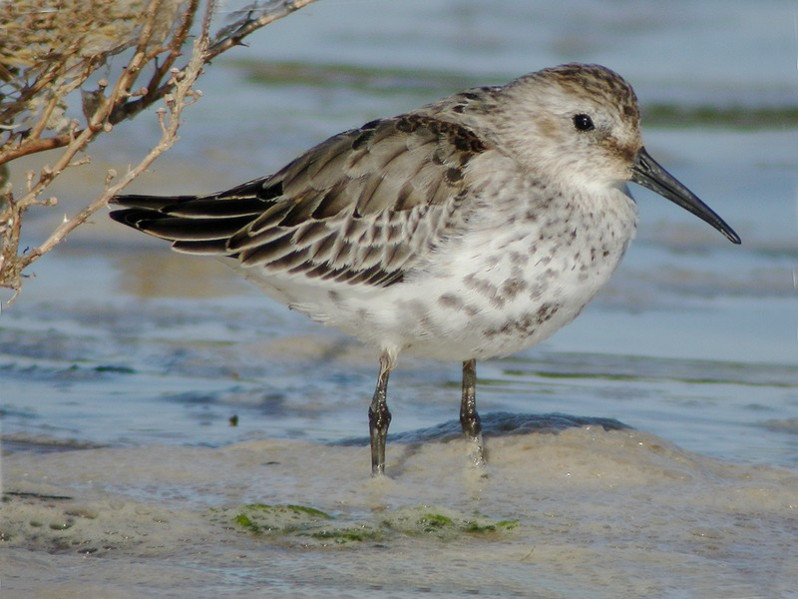 Calidris alpina adulte