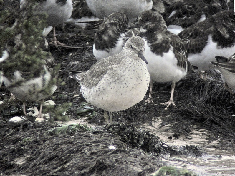 Calidris canutus adulte