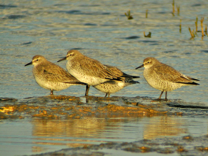 Calidris canutus adulte