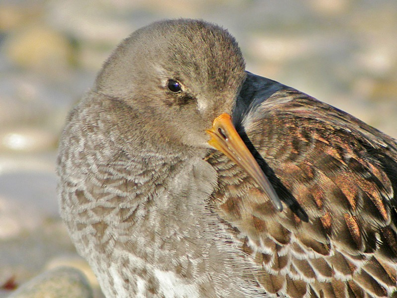 Calidris maritima adulte