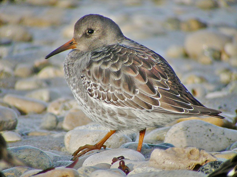 Calidris maritima adulte