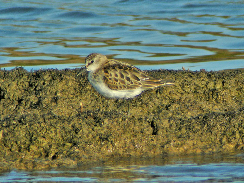 Calidris minuta adulte