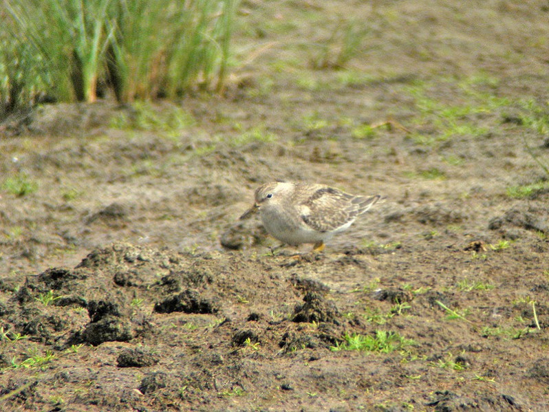 Calidris temminckii adulte