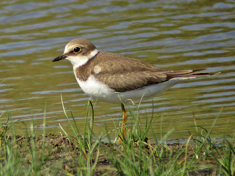 Charadrius dubius adulte