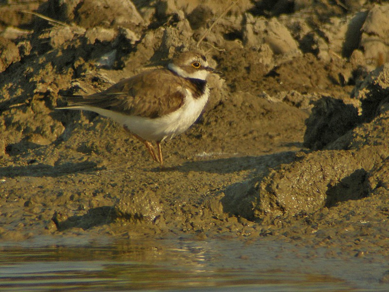 Charadrius dubius adulte