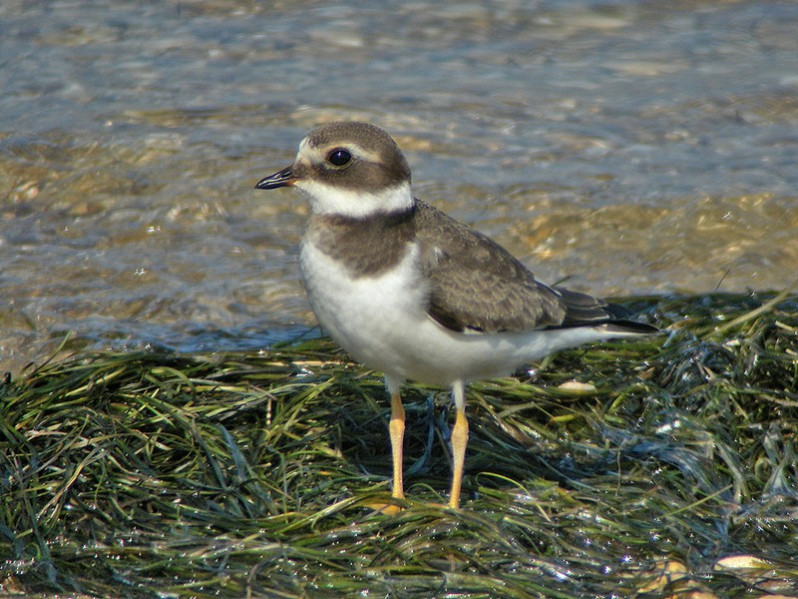 Charadrius hiaticula adulte