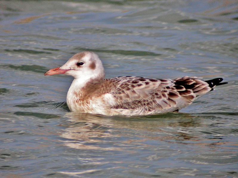 Larus genei juvénile