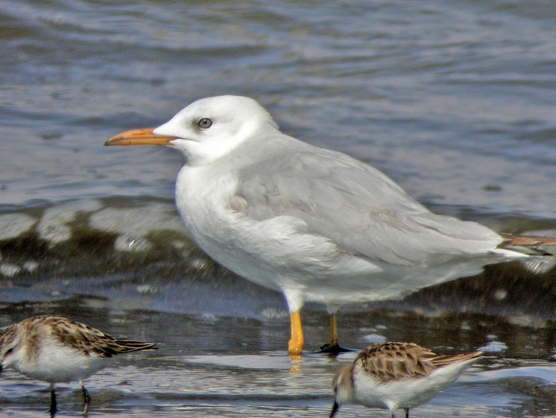 Larus genei adulte