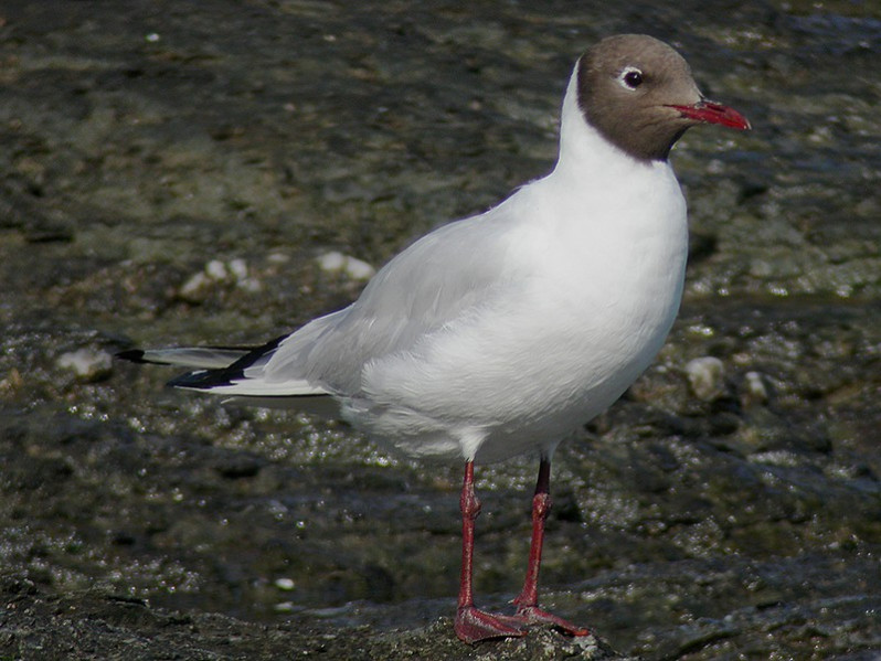 Chroicocephalus ridibundus adulte