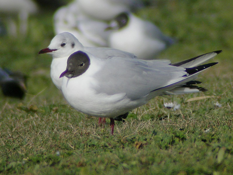 Chroicocephalus ridibundus adulte