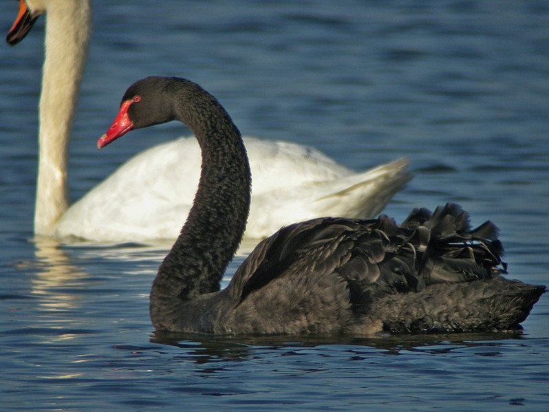 Cygnus atratus adulte