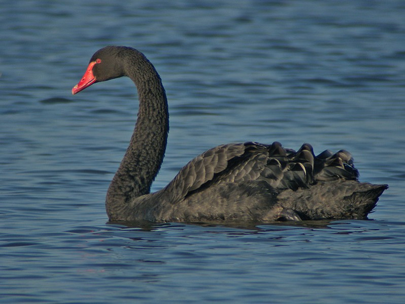 Cygnus atratus adulte