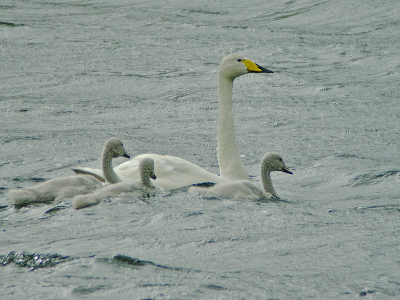 Cygnus olor adulte et juvéniles