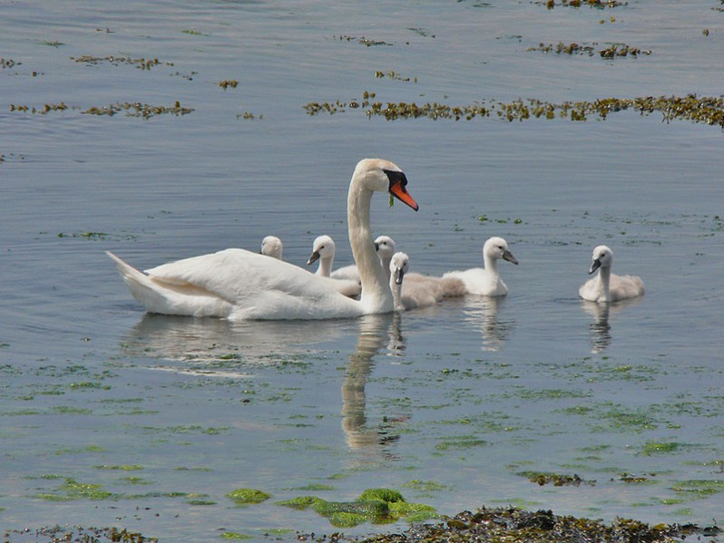 Cygnus olor adulte et juvéniles