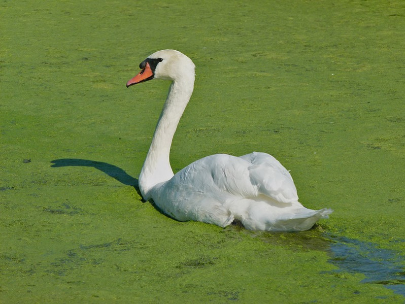 Cygnus olor adulte