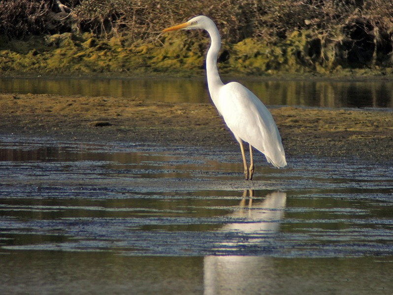 Egretta alba adulte