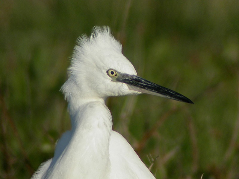 Egretta garzetta adulte