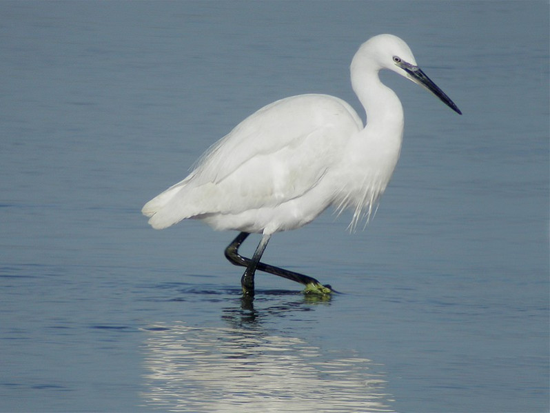 Egretta garzetta adulte