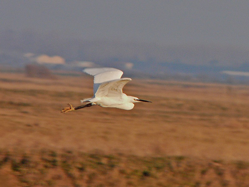 Egretta garzetta adulte