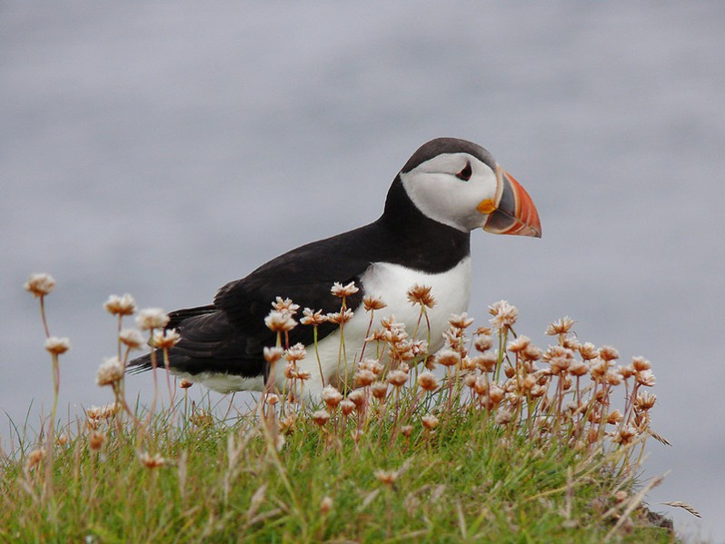 Fratercula arctica adulte