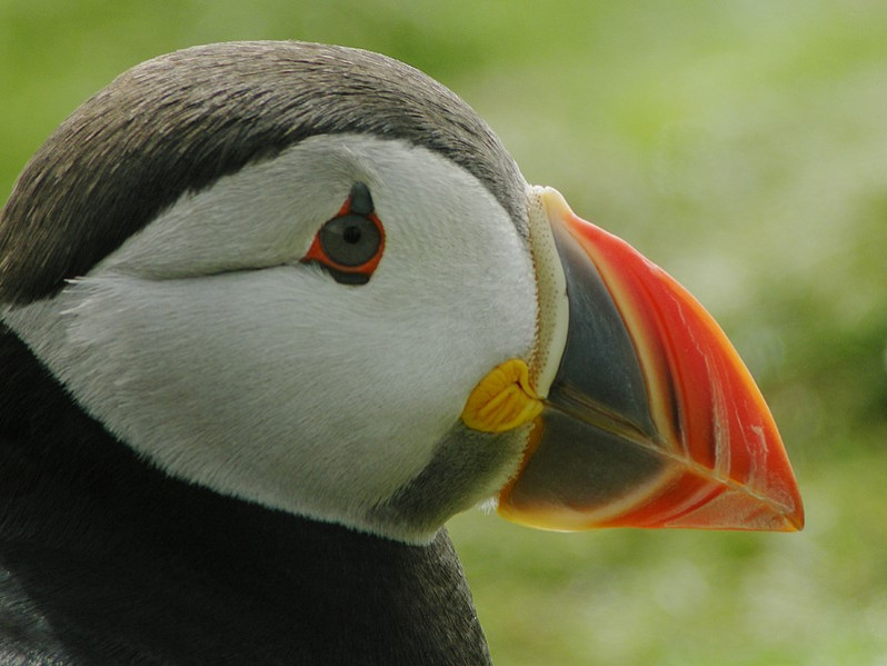 Fratercula arctica adulte