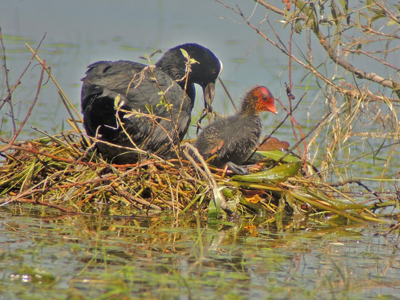 Fulica atra adulte et juvénile
