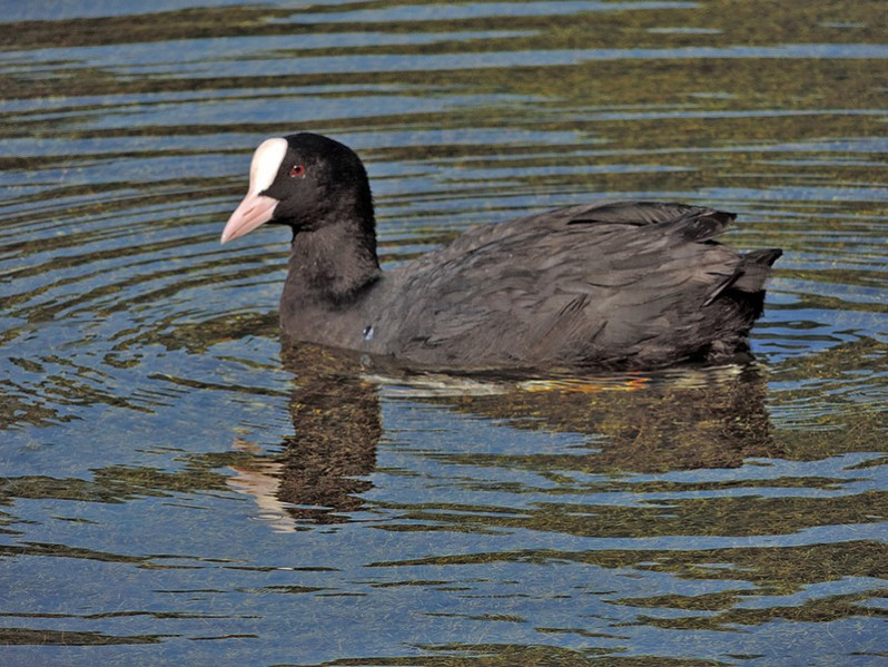 Fulica atra adulte