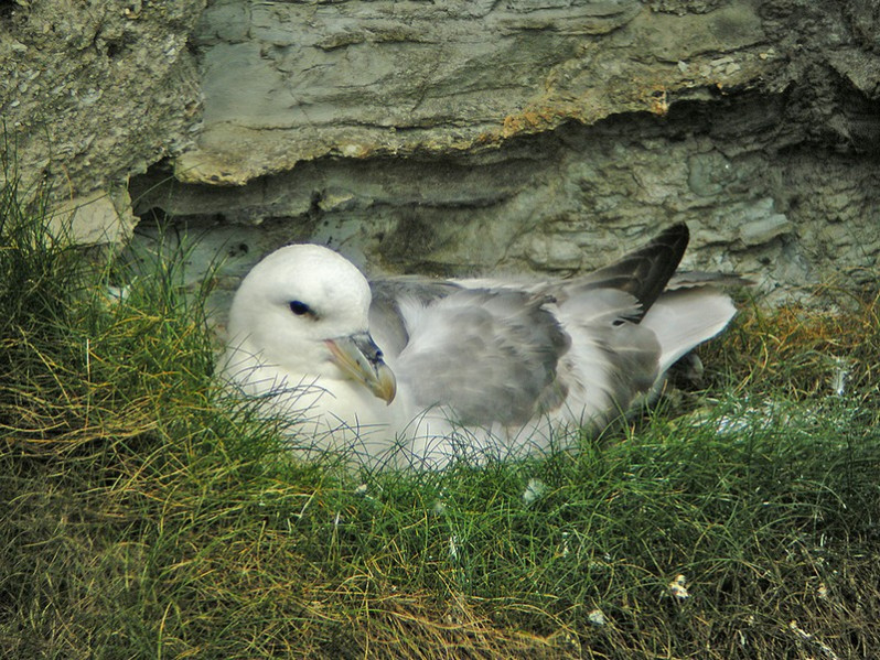 Fulmarus glacialis adulte