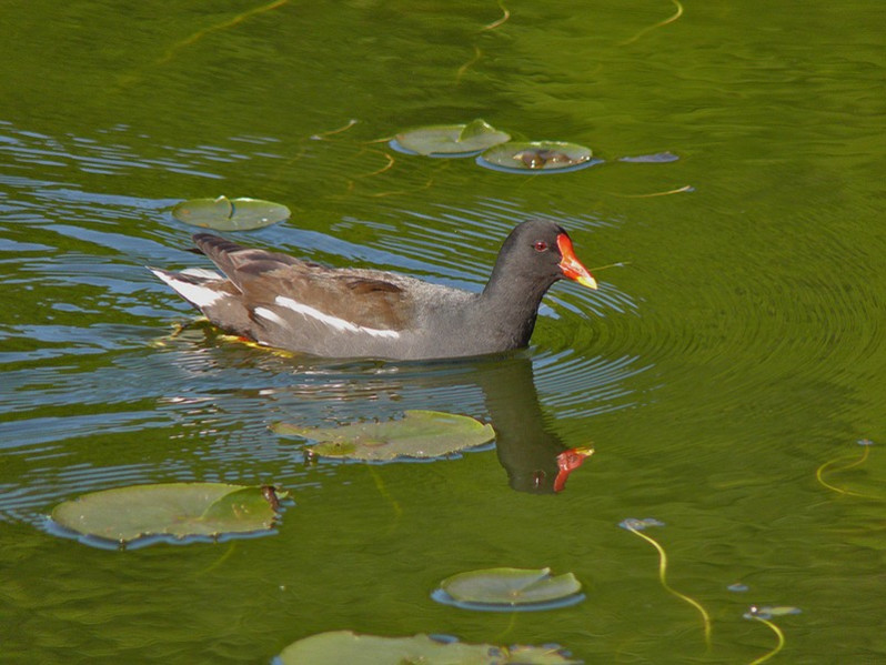 Gallinula chloropus adulte