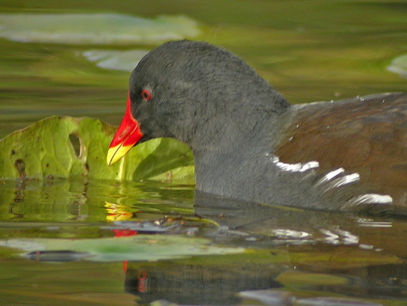 Gallinula chloropus adulte