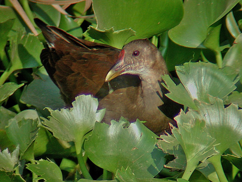 Gallinula chloropus adulte