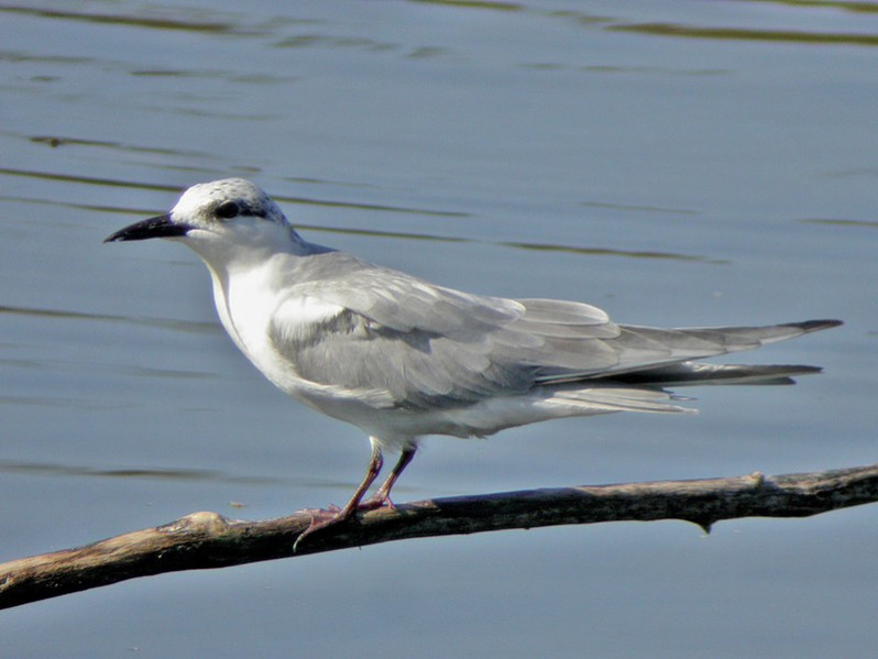 Gelochelidon nilotica adulte