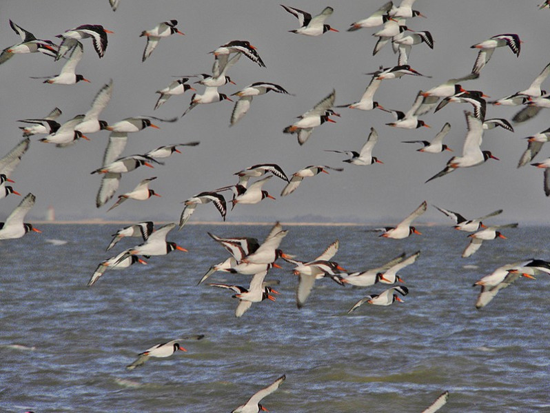 Haematopus ostralegus adulte