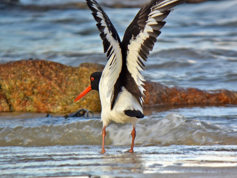 Haematopus ostralegus adulte