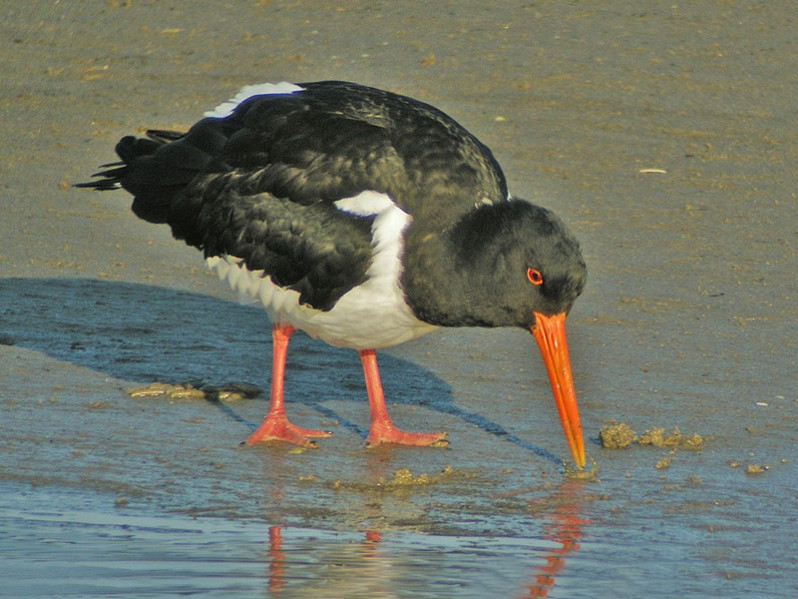 Haematopus ostralegus adulte