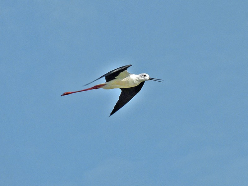 Himantopus himantopus adulte