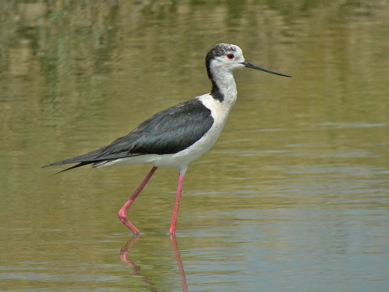 Himantopus himantopus mâle adulte