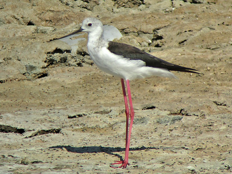 Himantopus himantopus femelle adulte