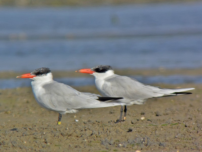 Sterna caspia adulte