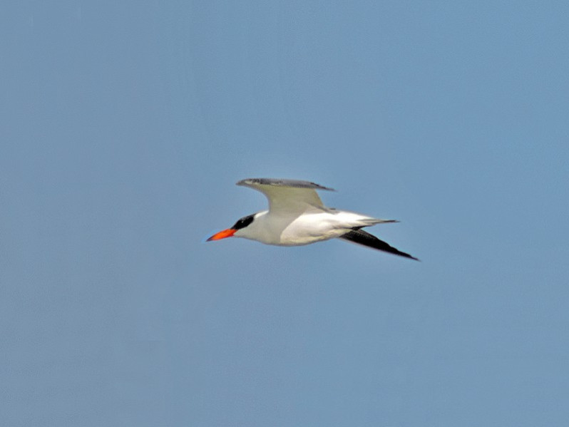 Sterna caspia adulte