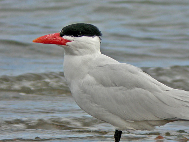 Sterna caspia adulte