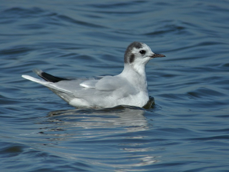 Hydrocoloeus minutus adulte plumage internuptial