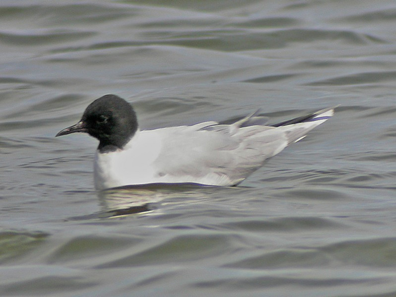 Hydrocoloeus minutus adulte plumage nuptial