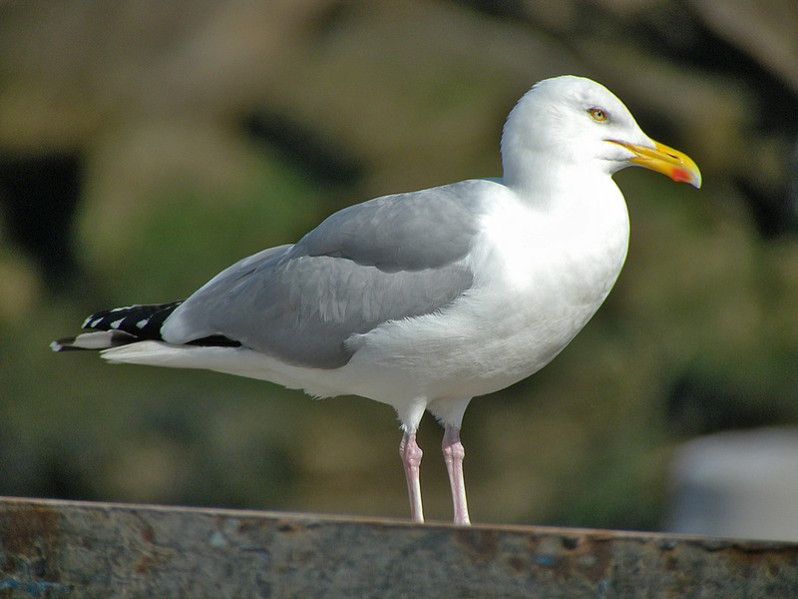 Larus argentatus adulte