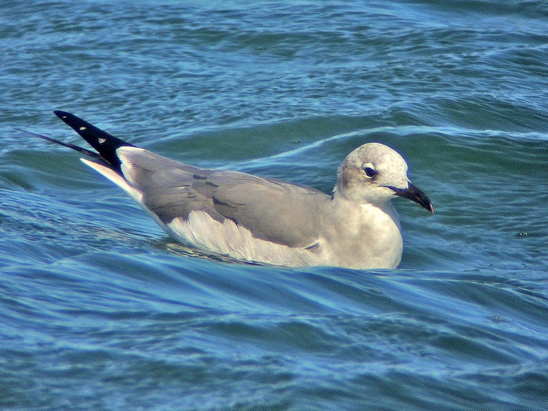 Leucophaeus atricilla adulte en plumage internuptial