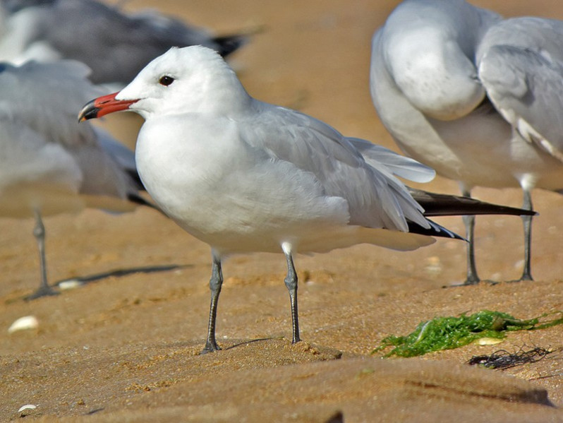 Larus audouinii adulte